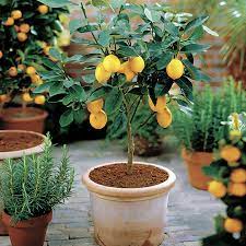 Lightly brush the collected pollen into open female flowers, which can be recognized by their bulbous stamens in the center. Citrus Meyer Lemon