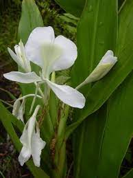 Hedychium Coronarium White Ginger Flowers At Hanawi Stream Maui Plants Beautiful Flowers Flowers