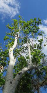 Image result for Sterculia quinqueloba