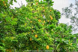 Image result for Averrhoa carambola