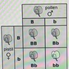 This square was designed and created by reginald punnett, who is shown in the image below. 7 How Might The Punnett Square Below Be Used As Evidence To Support The Idea That Genetic Brainly Com