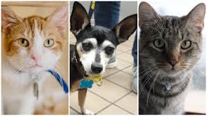 Each family owns a small business. 12 Cats Dogs In Long Island Animal Shelters Hoping For A Lifeline