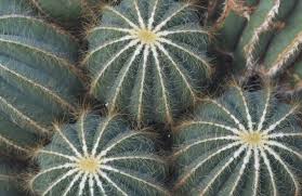 Image result for Euphorbia fortissima