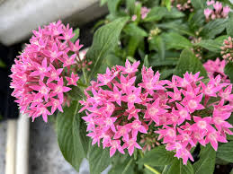 Image result for Pentas lanceolata