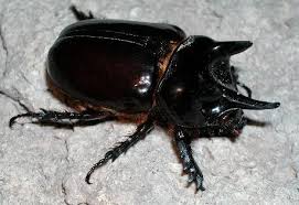 Ox Beetle - Strategus aloeus - BugGuide.Net