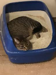Here are a few common reasons why cats start sleeping in their litter boxes and how you can change the behavior. My Cat Sleeps In Her Litter Box And Pees In My Bed Animalsbeingderps