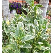 Image result for Pseuderanthemum