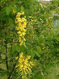 Image result for Laburnum