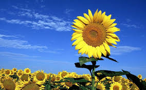 Pengertian cara proses jenis gambarnya penyerbukan atau polinasi pollination cf. Gambar Bunga Matahari Yang Cantik Gambar Bunga Menggambar Bunga Matahari Bunga Matahari