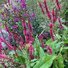 Image result for Persicaria