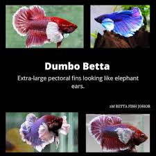 With their shorter fins and tails, they are sometimes mistaken for female bettas. 95 Betta Fish Betta Tail Types Facebook