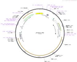 Armourfront / side / back. Addgene Pt3 Ef1a C Met