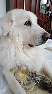 As an animal lover, i am asking everyone reading this to please think twice before you shop at dyvigs pet shoppe in ames, iowa. Ames Ia Great Pyrenees Meet Benny A Dog For Adoption Great Pyrenees Dog Great Pyrenees Dog Adoption