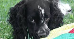 Black And White Working Cocker Spaniel Puppy Sophia Loren The Cocker Spaniel Cute Cats And Dogs Cocker Spaniel Spaniel Dog