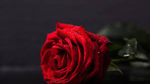 We did not find results for: Black Red Rose Wallpaper Iphone Novocom Top