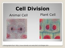 Due to this reason, continuous and stable cell division of callus is difficult. Cell Division 7 Th Grade Cell Division Animal Cell Plant Cell Photographs From Ppt Download