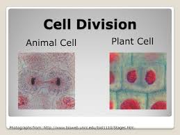 What is the difference between plant and animal cells? Cell Division 7 Th Grade Cell Division Animal Cell Plant Cell Photographs From Ppt Download