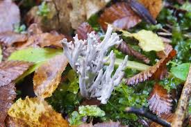 Image result for Clavulina cinerea