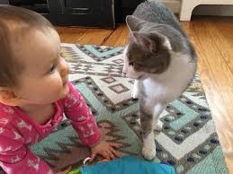 Lost Cat in West Asheville, NC