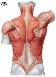 Superficial View Of The Back Muscles Http Medicalhcgweightlossprogram Com Lower Back Muscles Anatomy Shoulder Muscle Anatomy Neck Muscle Anatomy