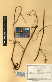 Image result for Ampelocissus multistriata