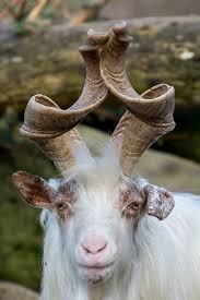 Markhor Hayvanlar Hayvan Ciftlik Hayvanlari