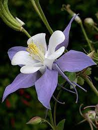 Pin On Flowers