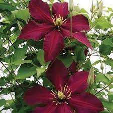 This velvety, ruby red flower is up to 6″ across with its golden stamen making it beautiful and excellent for cut flowers. Clematis Niobe Red Flowers Perennial Vine Plant Flower