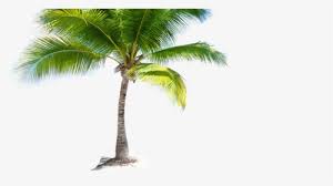 Maybe you would like to learn more about one of these? Coconut Tree Images Png Images Transparent Coconut Tree Images Image Download Pngitem