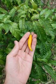 Image result for Tabernanthe