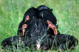 Sex in der Tierwelt: Für viele Tiere dient Sex nur der Fortpflanzung -  Bilder & Fotos - WELT
