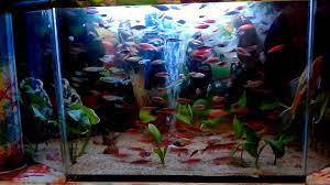 Ikan ini memiliki sifat pemakan segala alias omnivora. Ikan Hias Air Tawar Youtube