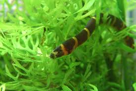 Betta Tank Mates Huge List Of 29 Fish That Can Live With Betta Fish Betta Fish Tank Mates Betta Fish Tank Fresh Water Fish Tank
