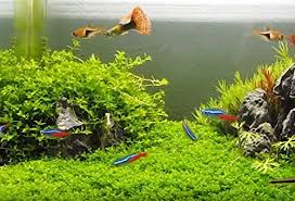pin on best aquarium plants