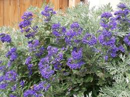 Image result for Caryopteris odorata