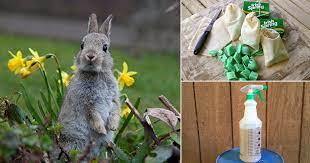 Learn how to create a homemade squirrel repellent that doesn't hurt other animals. Easy And Quick Homemade Rabbit Repellent Recipes Hello Lidy