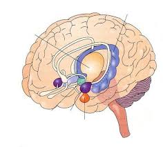 Image result for Cerebral Subcortex