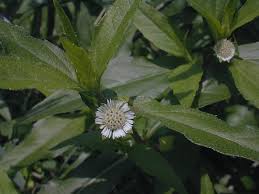 Image result for Eclipta prostrata
