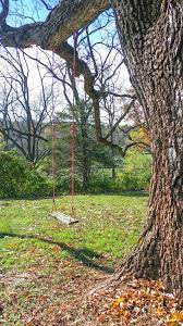 Check spelling or type a new query. 26 214 Tree Swing Photos Free Royalty Free Stock Photos From Dreamstime