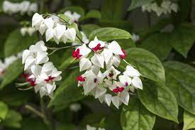 Clerodendrum is a genus of flowering plants formerly placed in the family verbenaceae, but now considered to belong to the lamiaceae (mint) family. Bleeding Heart Information Tips On Growing Clerodendrum Bleeding Heart Vines