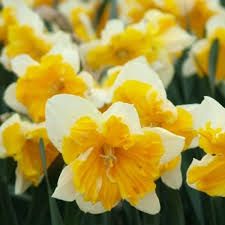 Daffodil Bulbs Butterfly Orangery Pre Sale Now Ships Fall 2020 Daffodil Bulbs Daffodils Bulb Flowers