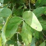 Image result for Rhoicissus revoilii