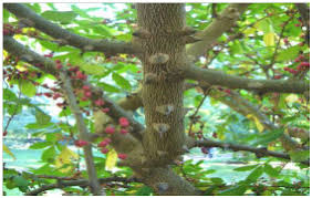 Image result for Zanthoxylum usambarense