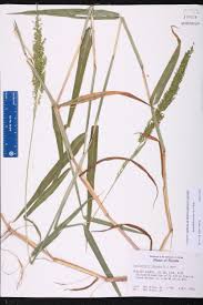 Image result for Sacciolepis rigens