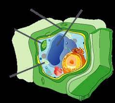 Maybe you would like to learn more about one of these? Use The Drop Down Menus To Identify The Labeled Organelles In The Plant Cell To The Right