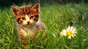 Check spelling or type a new query. Cats Flowers Animals Grass 1920x1080 Uhd Wallpapers Walldump Free Hd And Uhd Wallpapers
