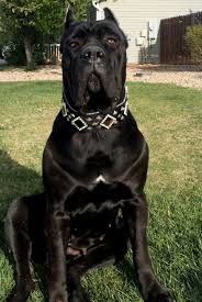 From The Cane Corso Club Of America From The Cane Corso Club Of America 2020 Cane Corso Kopek Turleri Kopek