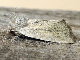 Image result for Photedes fluxa