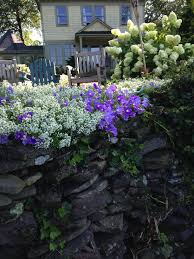 Alyssum And Sky Blue Petunias Willow Garden Garden Design Alyssum