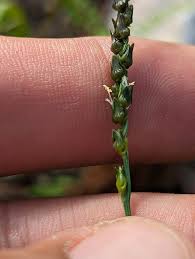 Image result for Anthephora